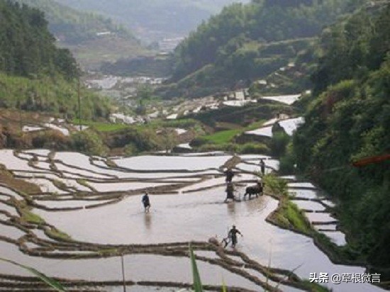 五律丨梯田——觀梅乾玲梯田有感