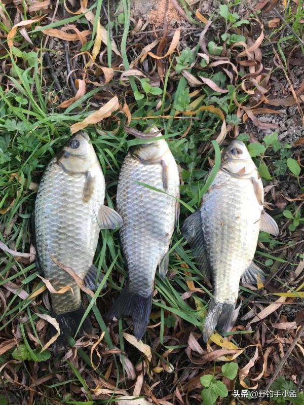 如何判斷窩子裡有沒有魚？有多少數量魚？教你兩個方法快速判斷