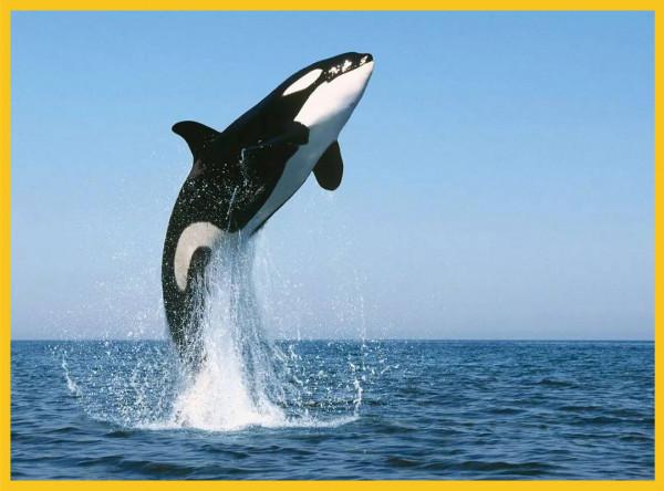 你真的瞭解鯨魚嗎?看完可能顛覆你的認知,祖先竟是陸生動物 你真的瞭解鯨魚嗎?看完可能顛覆你的認知,祖先竟是陸生動物