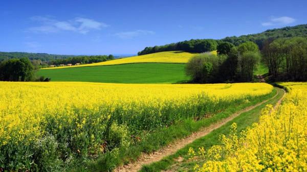 分享圖片，春天來了，滿山遍野的油菜花開了