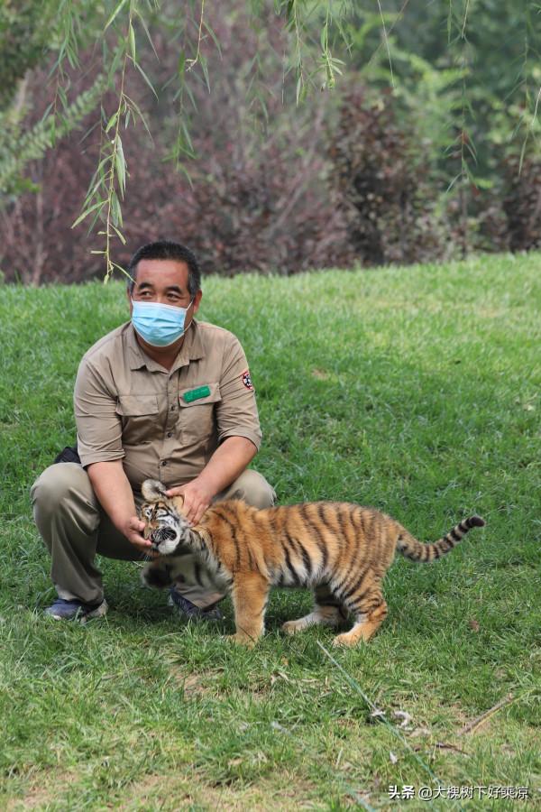 北京野生動物園的小老虎太萌、太可愛