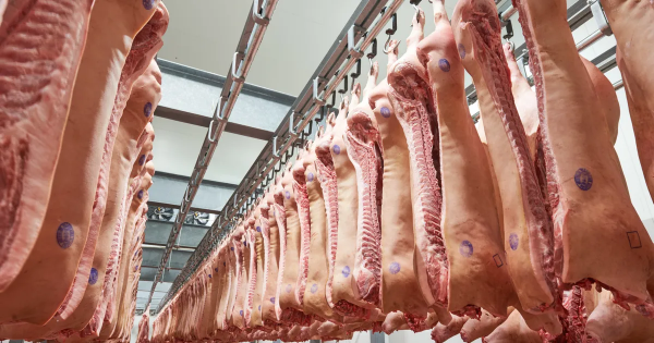 美國豬肉為啥才4元一斤,他們不虧本嗎?看他們如何養殖加工的 美國豬肉為啥才4元一斤,他們不虧本嗎?看他們如何養殖加工的