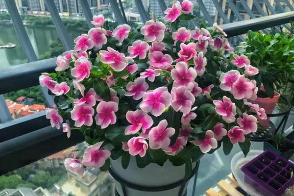 長春花花語象徵意義