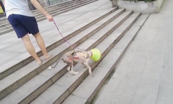 湖北：霸道邊牧橫著走？只因狗狗後腿被燙傷，傷口粘連沒法正常走