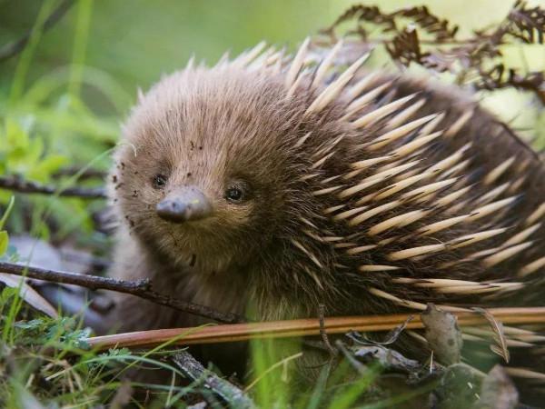 關於針鼴鼠的有趣事實--世界上最奇怪的哺乳動物之一 關於針鼴鼠的有趣事實--世界上最奇怪的哺乳動物之一