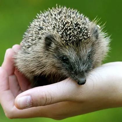 麥旋風殺“人”事件？人工製品對自然的影響有多大？