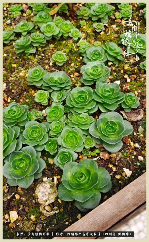 我只在乎你!以愛之名種下玫瑰一片 我只在乎你!以愛之名種下玫瑰一片