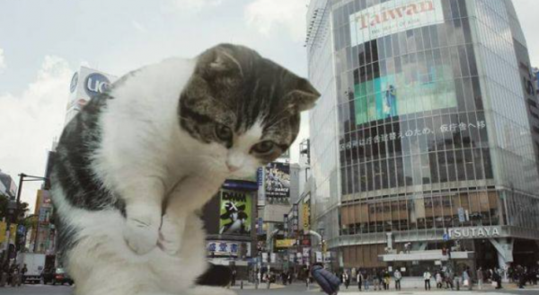 巨萌：當小貓咪變成巨人