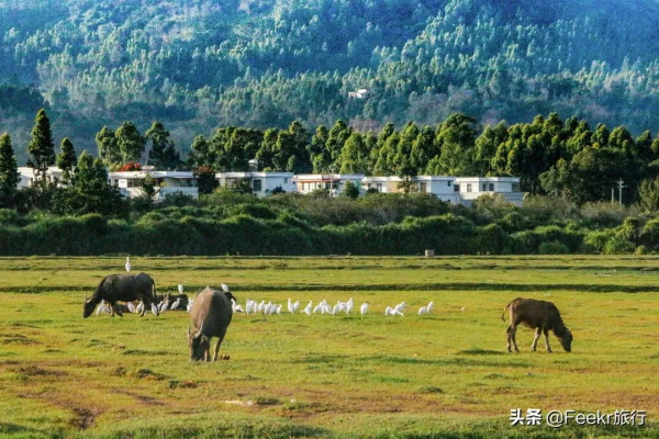 衝野浪、喝咖啡,比三亞便宜一半的海島度假地,我挖到了 衝野浪、喝咖啡,比三亞便宜一半的海島度假地,我挖到了