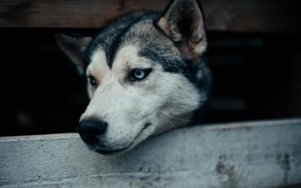 “買狗便宜養狗貴”，想養這5種狗嗎？請不要隨便入坑