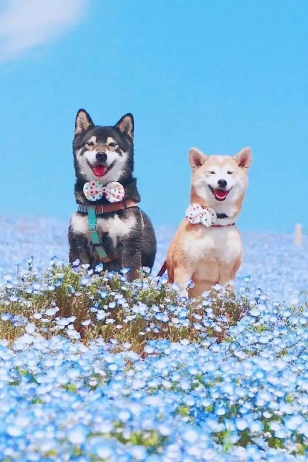 誰能拒絕這麼可愛的狗狗呢 誰能拒絕這麼可愛的狗狗呢