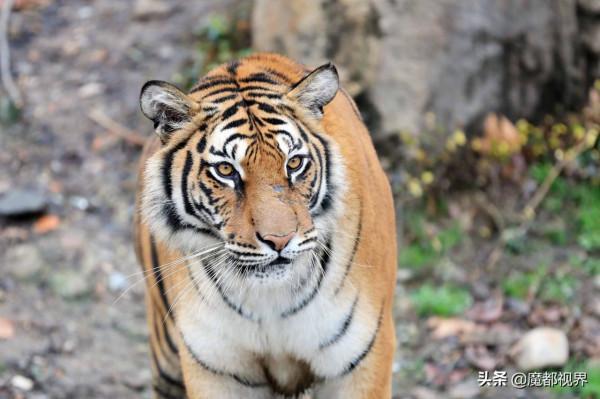 虎頭虎腦 虎虎生威 這波老虎表情包值得擁有