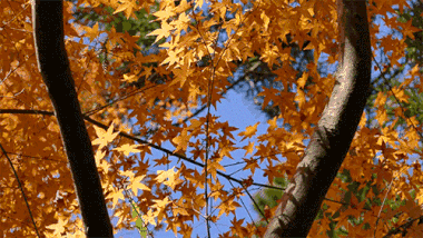 安徽秋遊,五個自駕推薦地|去趕赴秋天的盛會 安徽秋遊,五個自駕推薦地|去趕赴秋天的盛會