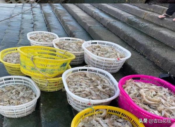 蝦蛄工廠化養殖技術 蝦蛄工廠化養殖技術