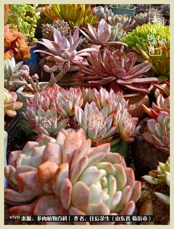 北方有多肉,絕世而獨立!一顧傾人城,再顧傾人國 北方有多肉,絕世而獨立!一顧傾人城,再顧傾人國