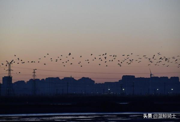 津城冬日日出與候鳥同框