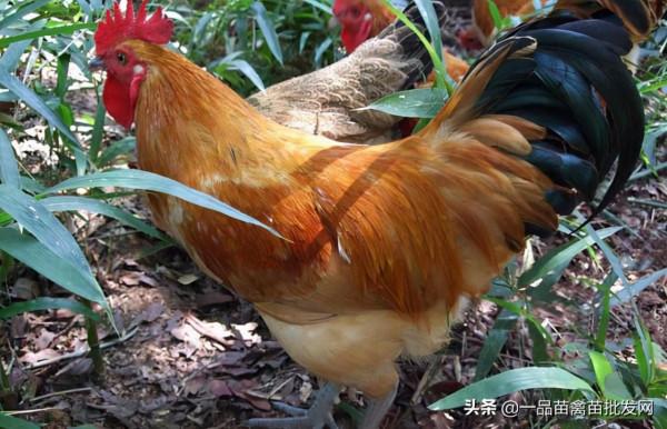 雞出欄前15天在飼料里加點這種“油”,雞增重快,羽毛光滑油亮 雞出欄前15天在飼料里加點這種“油”,雞增重快,羽毛光滑油亮