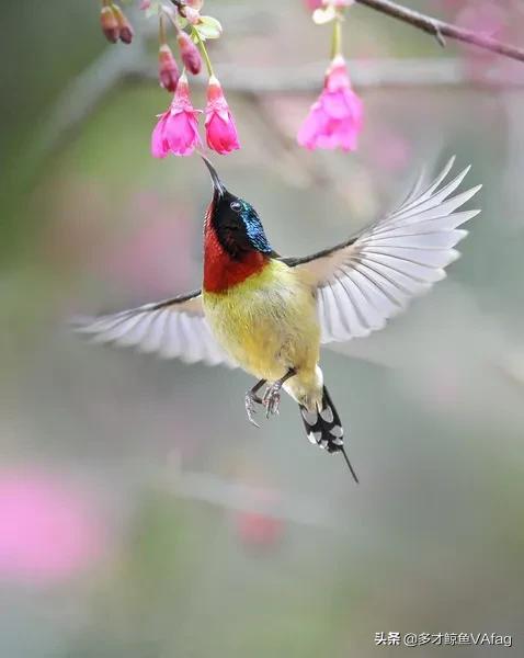 還有這麼美麗的太陽鳥