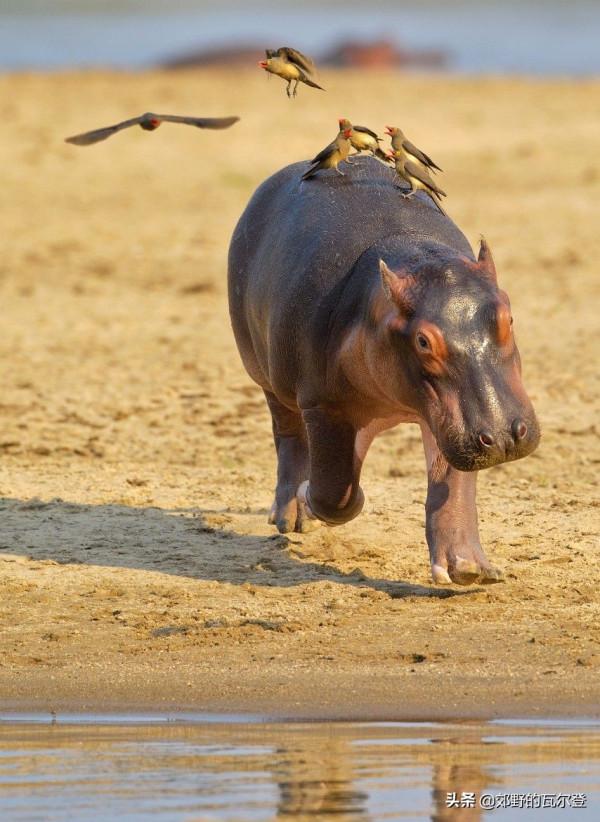 幾隻鳥停在它背上,河馬寶寶被嚇到哭著找媽媽,搞笑一幕被拍下 幾隻鳥停在它背上,河馬寶寶被嚇到哭著找媽媽,搞笑一幕被拍下