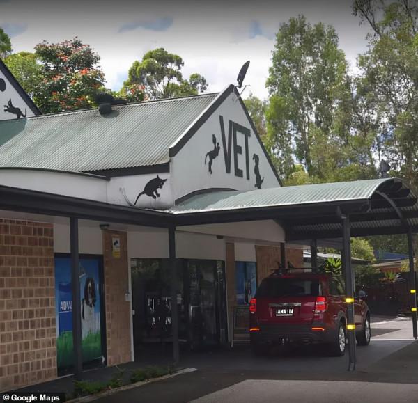 一隻貓擊退3只野狼,只為保護主人 一隻貓擊退3只野狼,只為保護主人