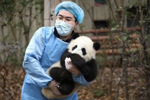 萌翻了！熊貓寶寶申請加入春節氣氛組