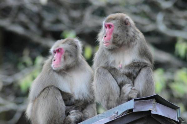 日本70年來首個母猴王!打跑公猴當上霸主,卻因";三角戀";地位不穩 日本70年來首個母猴王!打跑公猴當上霸主,卻因";三角戀";地位不穩