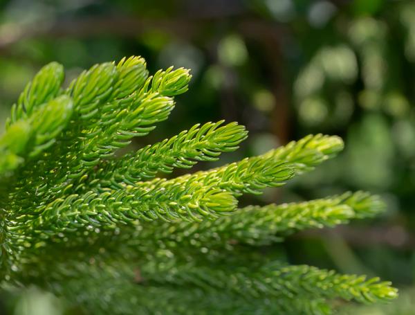 中國科學家從樹葉中找到解決手機過熱和檢測假貨的辦法