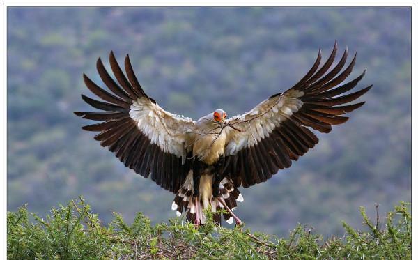 毒蛇殺手“秘書鳥”，外表高貴優雅，實則兇狠冷酷，把毒蛇當玩具