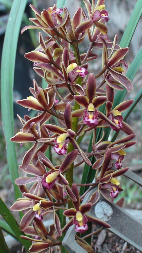 《百花集》（一百九十五）