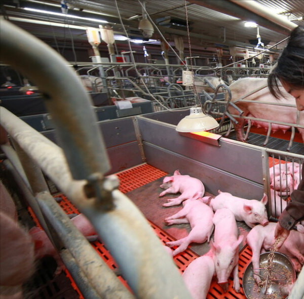 獸醫知識：阿莫西林、青黴素等內醯胺基類藥物配伍表，實用篇