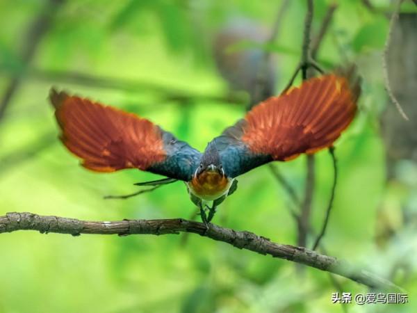 旗艦超越期待，春曉索尼Alpha 1試用體驗