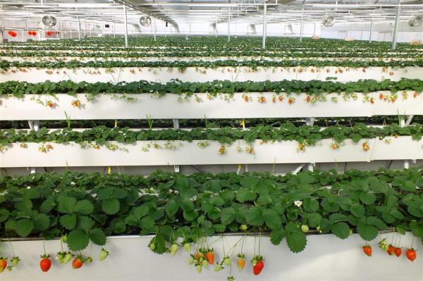 “海歸廠二代”工廠種蔬菜,不用土壤長在氣霧裡,1畝相當8畝土地 “海歸廠二代”工廠種蔬菜,不用土壤長在氣霧裡,1畝相當8畝土地