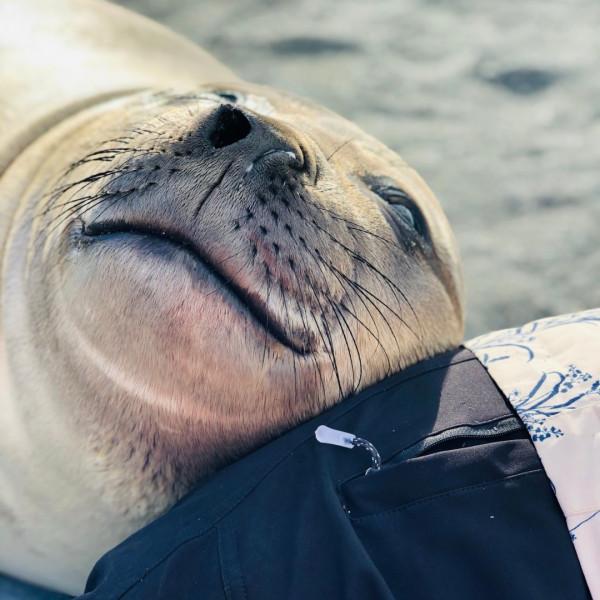 我們去南極結婚了 我們去南極結婚了