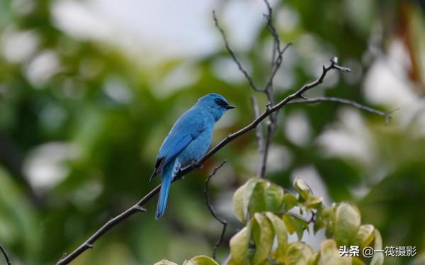 活躍在華南植物園裡的銅藍鶲