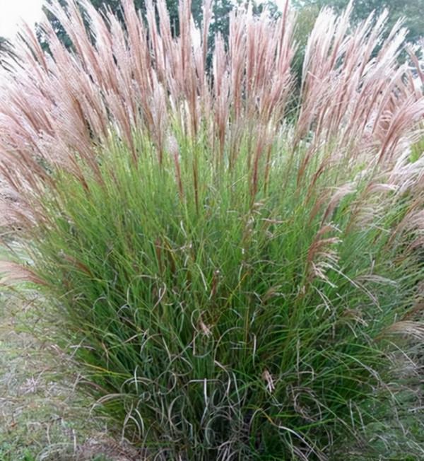 花卉養植：宿根花卉（多年生花卉）