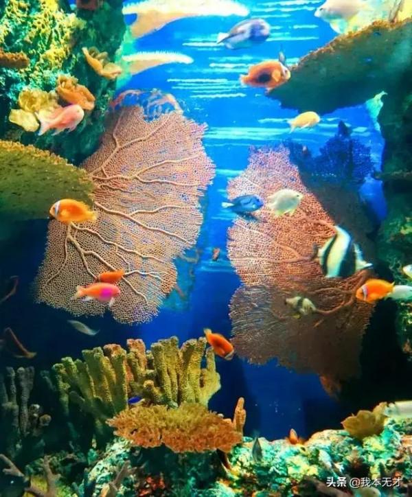 奇妙的海底世界