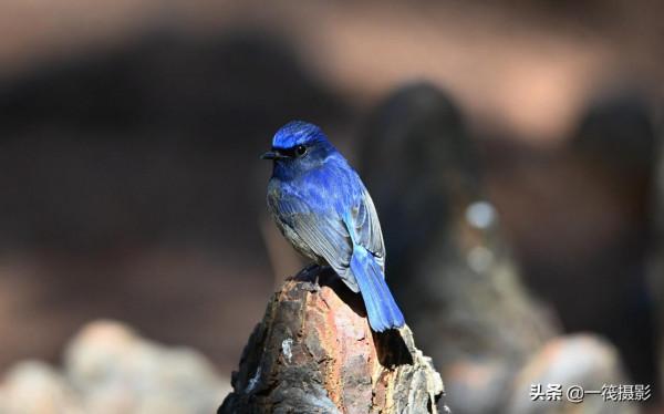如果每天都有面包蟲侍候，它們會否停下遷徙的腳步
