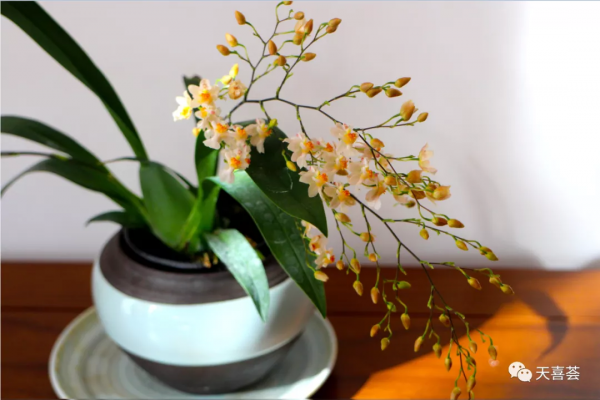 花開如星滿屋飄香，夢香蘭的爆花技巧請收好