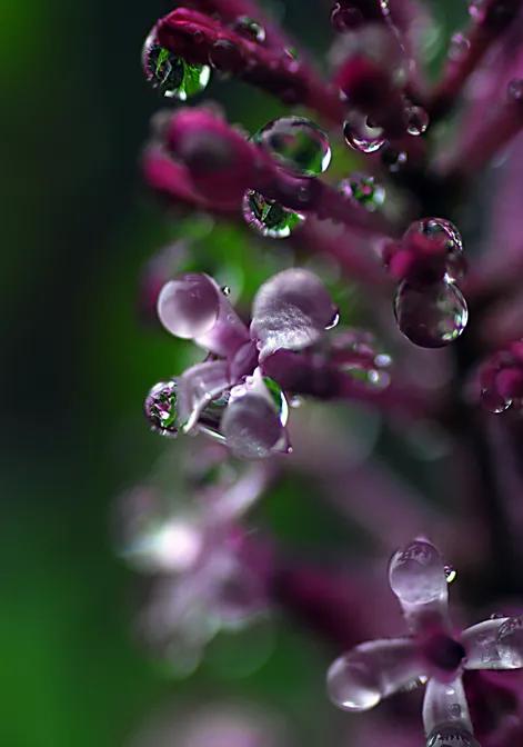 分享圖片，唯美浪漫丁香花