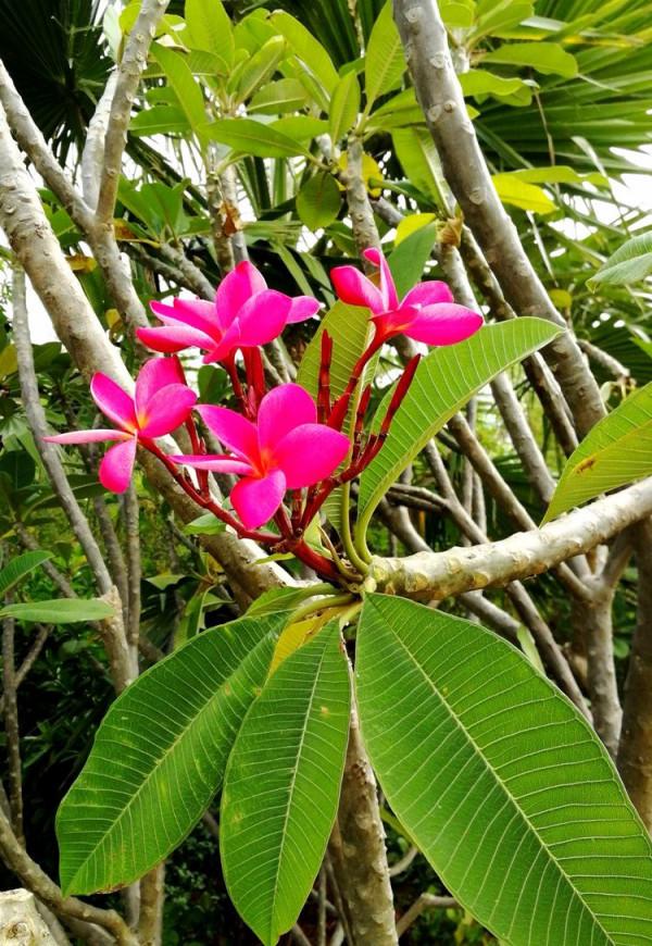 北海散記之花卉篇（下）