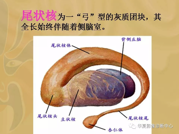 基底節的詳細解剖