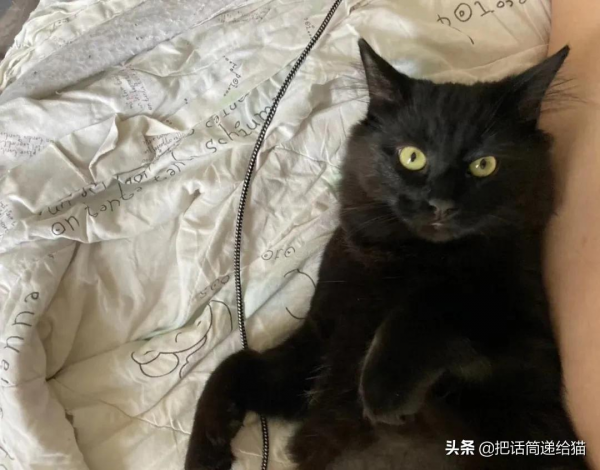 留學生被拒20次終於領養到貓，半年後發現小貓咪居然變色了