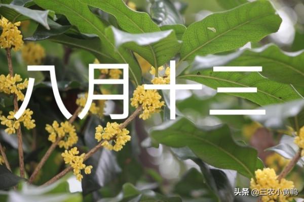 明天八月十三，俗語“澇不澇，就看八月十三”，下半年雨水多嗎？