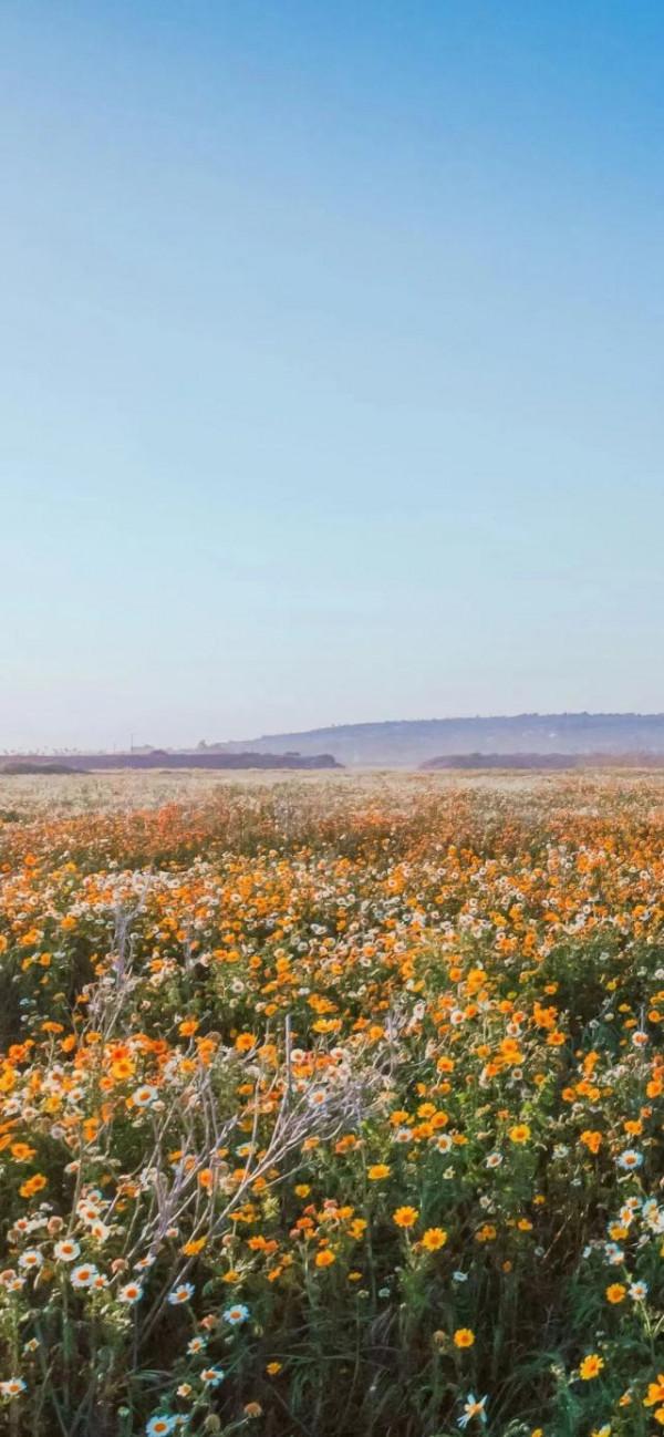 性格坦率直接，看起來傻里傻氣的星座