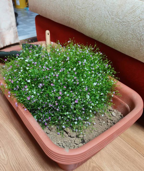 盆栽滿天星的養護技巧有2個，花朵繁多、開成花球、簡單美好