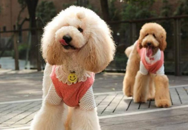 養巨型貴賓犬的人很少？是沒看到它這些優點吧