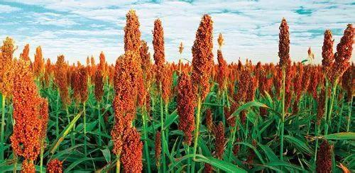 那一片片的高粱地裡,有著農村人的很多秘密,你想知道嗎 那一片片的高粱地裡,有著農村人的很多秘密,你想知道嗎