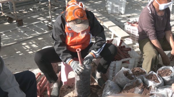 大棚種植，把美好願景“種”出來～