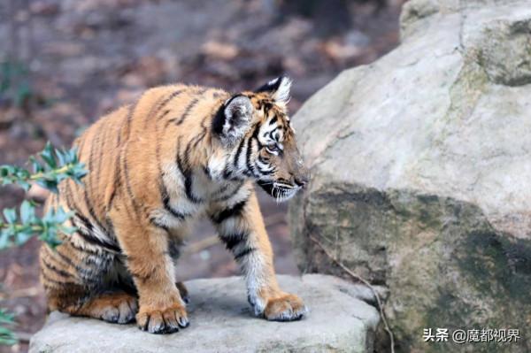 虎頭虎腦 虎虎生威 這波老虎表情包值得擁有