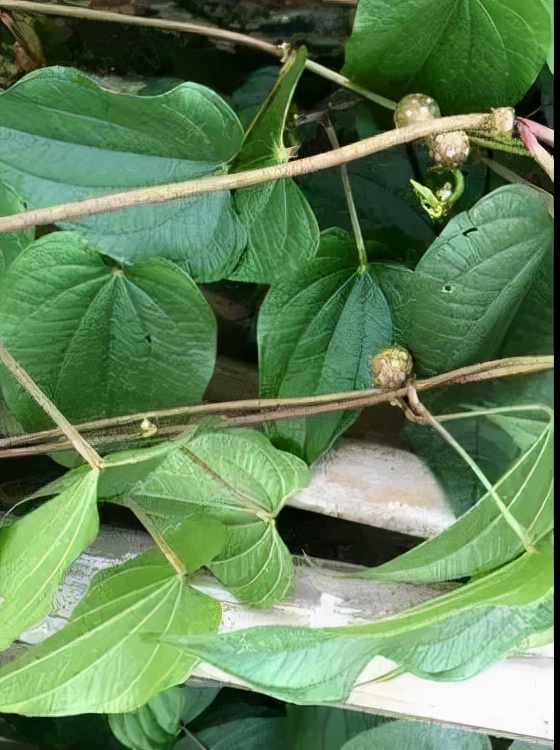 每天學習一味中藥——黃藥子